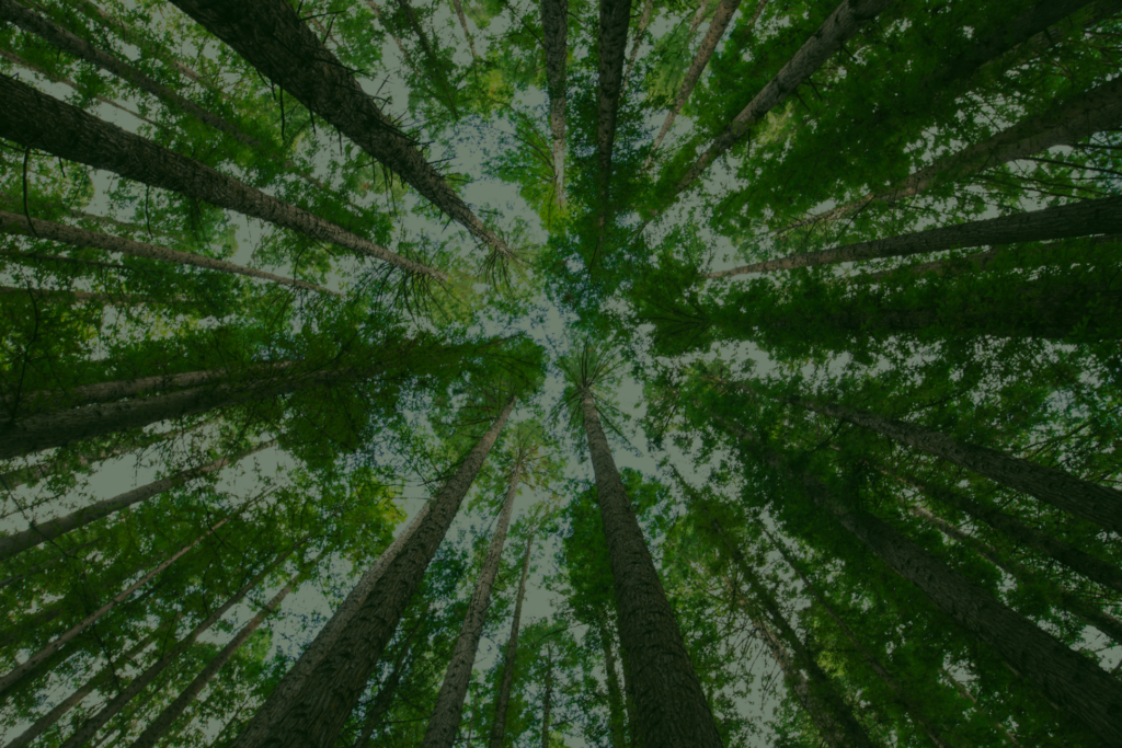 Woodland trust carbon scheme - Leiston Press Printers
