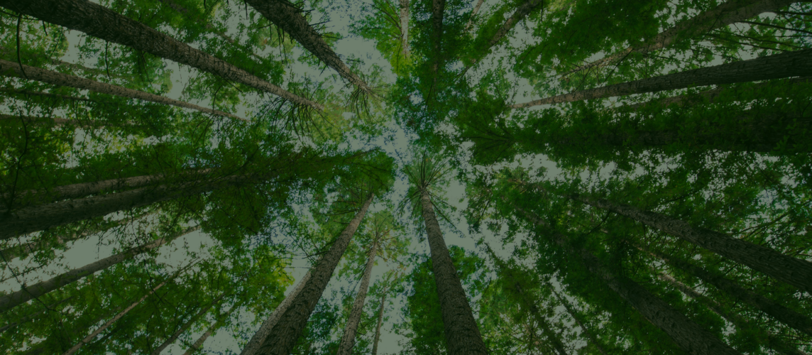 Woodland Trust Carbon Scheme
